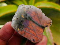Polished On One Side Labradorite x 70 From Tulear, Madagascar