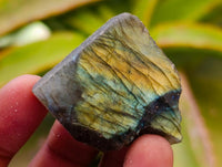 Polished On One Side Labradorite x 70 From Tulear, Madagascar