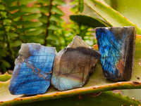 Polished On One Side Labradorite x 70 From Tulear, Madagascar