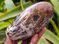 Polished Podocarpus Petrified Wood Standing Free Forms x 4 From Mahajanga, Madagascar