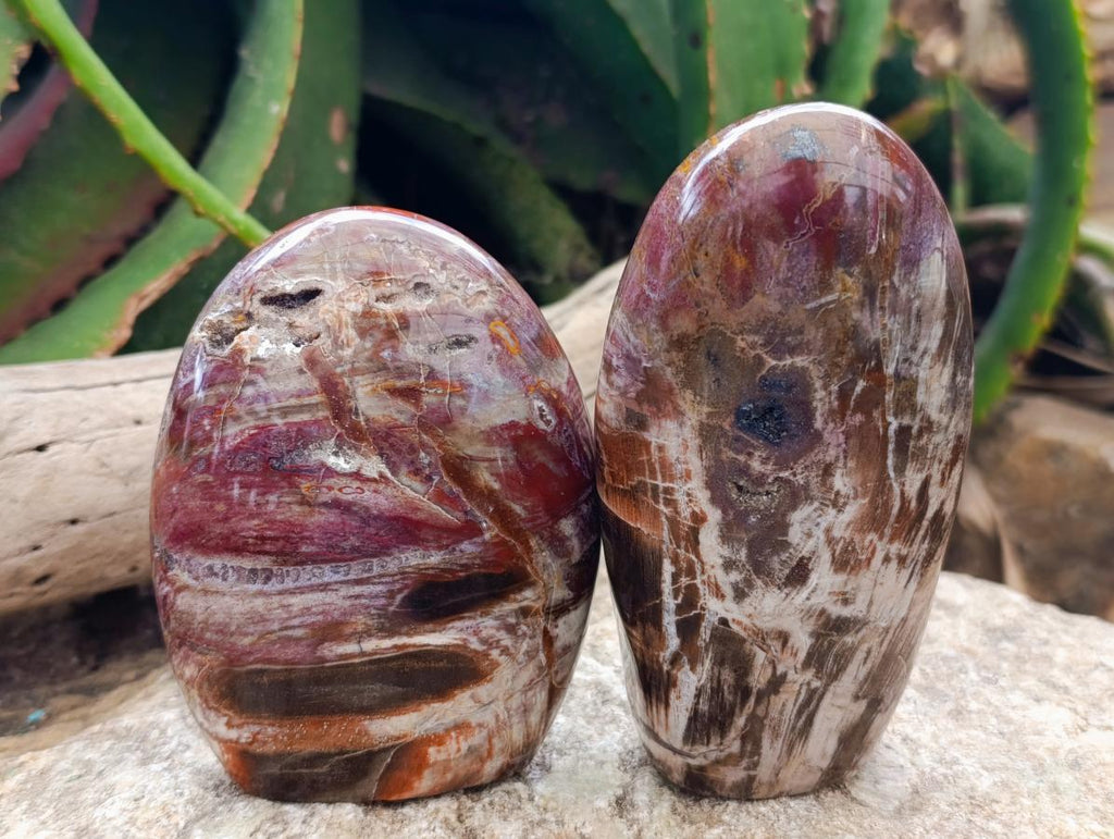 Polished Podocarpus Petrified Wood Standing Free Forms x 4 From Mahajanga, Madagascar - Toprock Gemstones and Minerals 