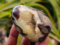 Polished Septerye Standing Free Forms x 12 From Mahajanga, Madagascar