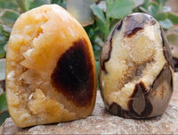 Polished Septerye Standing Free Forms x 12 From Mahajanga, Madagascar