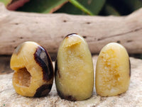 Polished Septerye Standing Free Forms x 12 From Mahajanga, Madagascar