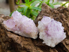 Natural Cactus Flower Amethyst Spirit Clusters x 12 From South Africa
