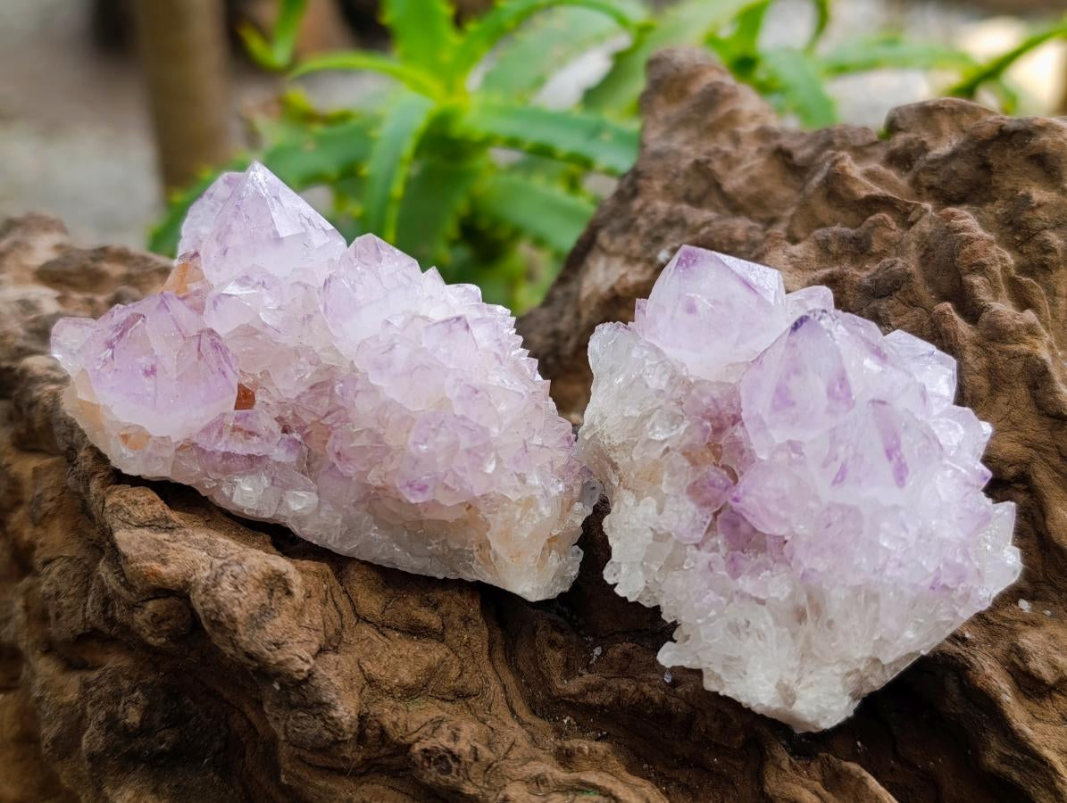 Natural Cactus Flower Amethyst Spirit Clusters x 12 From South Africa