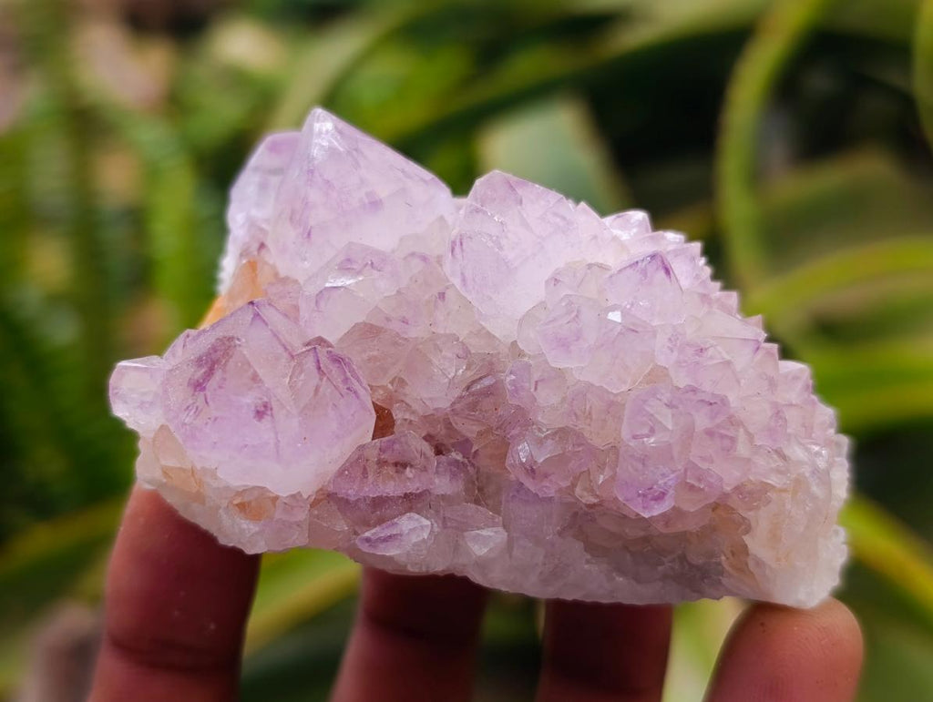 Natural Cactus Flower Amethyst Spirit Clusters x 12 From South Africa