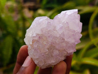 Natural Cactus Flower Amethyst Spirit Clusters x 12 From South Africa
