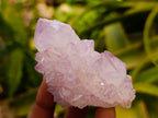Natural Cactus Flower Amethyst Spirit Clusters x 12 From South Africa