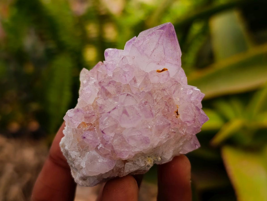 Natural Cactus Flower Amethyst Spirit Clusters x 12 From South Africa