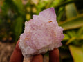Natural Cactus Flower Amethyst Spirit Clusters x 12 From South Africa