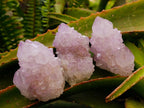 Natural Cactus Flower Amethyst Spirit Clusters x 12 From South Africa