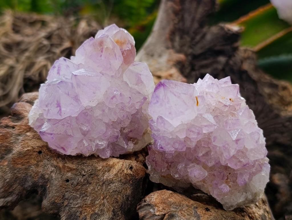 Natural Cactus Flower Amethyst Spirit Clusters x 12 From South Africa