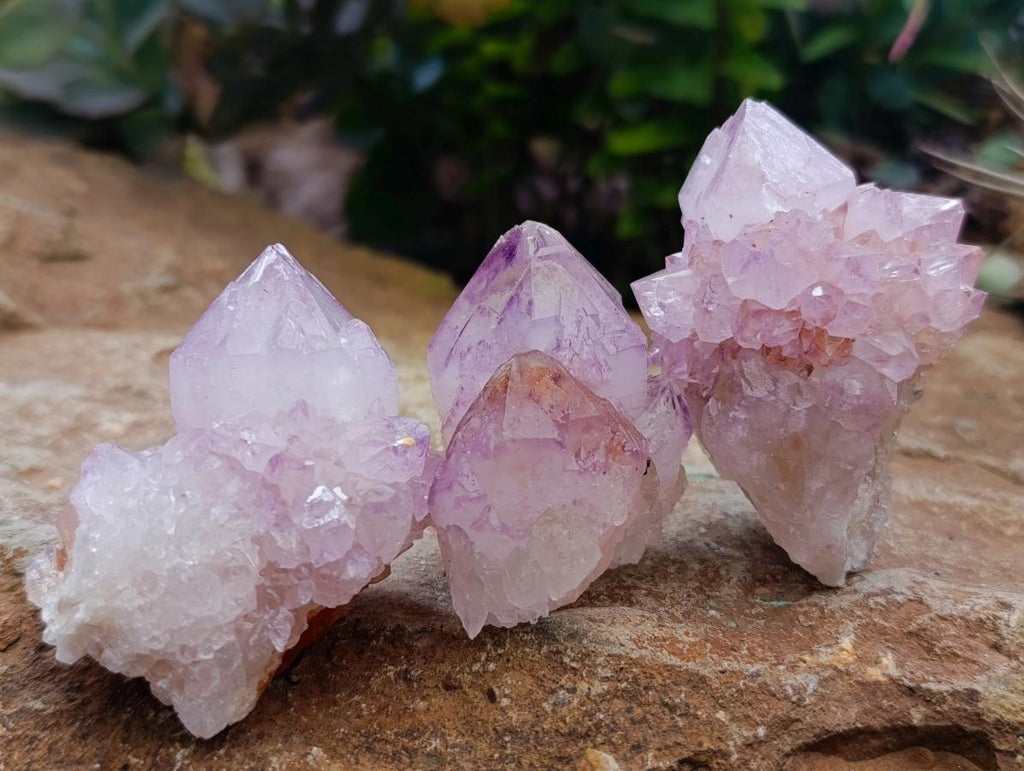 Natural Cactus Flower Amethyst Spirit Clusters x 12 From South Africa