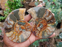 Polished Rams Horn Ammonite Fossils Pairs x 4 From Morondava, Madagascar