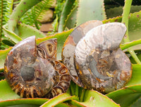 Polished Rams Horn Ammonite Fossils Pairs x 4 From Morondava, Madagascar