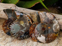 Polished Rams Horn Ammonite Fossils Pairs x 4 From Morondava, Madagascar