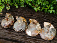 Polished Rams Horn Ammonite Fossils Pairs x 4 From Morondava, Madagascar