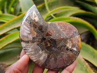 Polished Rams Horn Ammonite Fossils Pairs x 4 From Morondava, Madagascar