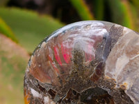 Polished Rams Horn Ammonite Fossils Pairs x 4 From Morondava, Madagascar