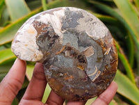 Polished Rams Horn Ammonite Fossils Pairs x 4 From Morondava, Madagascar