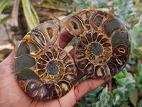 Polished Rams Horn Ammonite Fossils Pairs x 4 From Morondava, Madagascar