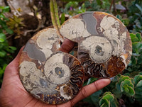 Polished Rams Horn Ammonite Fossils Pairs x 4 From Morondava, Madagascar