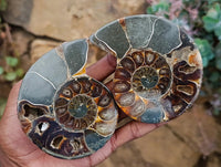 Polished Rams Horn Ammonite Fossils Pairs x 4 From Morondava, Madagascar