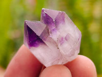 Natural Amethyst Window Quartz Crystals x 35 From Brandberg, Namibia