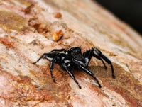 Polished Gemmy Star Rose Quartz Eggs x 12 From Madagascar