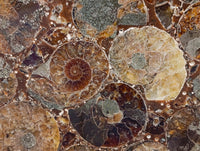 Hand Made Ammonite Conglomerate Coffee Table Coasters x 6 From Mahajanga, Madagascar