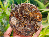 Hand Made Ammonite Conglomerate Coffee Table Coasters x 6 From Mahajanga, Madagascar