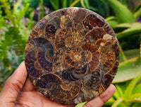 Hand Made Ammonite Conglomerate Coffee Table Coasters x 6 From Mahajanga, Madagascar