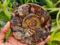Hand Made Ammonite Conglomerate Coffee Table Coasters x 6 From Mahajanga, Madagascar