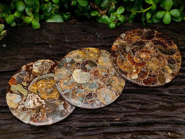 Hand Made Ammonite Conglomerate Coffee Table Coasters x 6 From Mahajanga, Madagascar