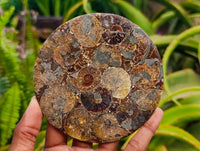 Hand Made Ammonite Conglomerate Coffee Table Coasters x 6 From Mahajanga, Madagascar