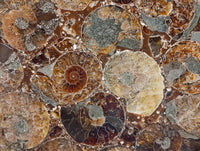 Hand Made Ammonite Conglomerate Coffee Table Coasters x 6 From Mahajanga, Madagascar