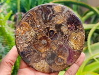 Hand Made Ammonite Conglomerate Coffee Table Coasters x 6 From Mahajanga, Madagascar