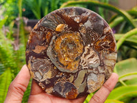 Hand Made Ammonite Conglomerate Coffee Table Coasters x 6 From Mahajanga, Madagascar