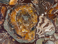 Hand Made Ammonite Conglomerate Coffee Table Coasters x 6 From Mahajanga, Madagascar