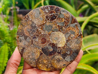 Hand Made Ammonite Conglomerate Coffee Table Coasters x 6 From Mahajanga, Madagascar