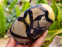 Polished Septerye Standing Free Forms x 4 From Mahajanga, Madagascar