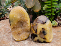 Polished Septerye Standing Free Forms x 4 From Mahajanga, Madagascar