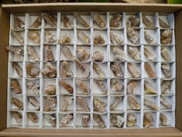 Natural Limonite Fairy Spirit Quartz Crystals x 70 From Boekenhouthoek, South Africa