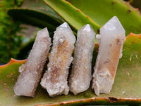 Natural Limonite Fairy Spirit Quartz Crystals x 70 From Boekenhouthoek, South Africa