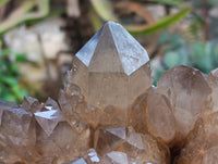 Natural Clear Smokey Citrine Quartz Cluster x 1 From Luena, Congo