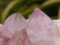 Natural Sunburst Amethyst Spirit Clusters x 6 From Boekenhouthoek, South Africa