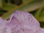 Natural Sunburst Amethyst Spirit Clusters x 6 From Boekenhouthoek, South Africa