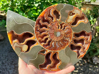 Polished Cleoniceras Ammolite Fossils Pair x 1 From Tulear, Madagascar