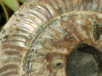 Polished Cleoniceras Ammolite Fossils Pair x 1 From Tulear, Madagascar